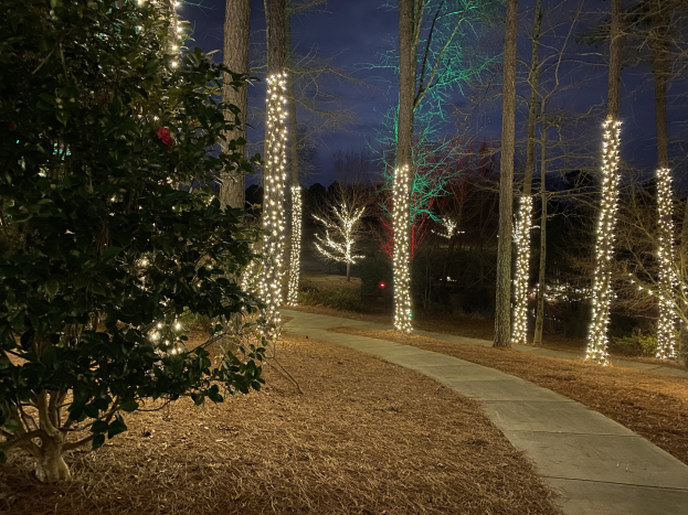 Ein nächtlicher Waldweg beleuchtet von Weihnachtslichtern zwischen Bäumen und trockenen Blättern, mit dem Himmel im Hintergrund.