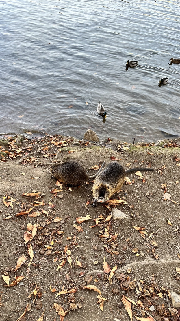 Zwei Biber auf einem mit Laub bedeckten Ufer mit Enten, die in einem See schwimmen, Bäume im Hintergrund.