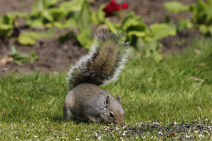 Ein Eichhörnchen frisst Samen im Gras, umgeben von Pflanzen und Blumen im Hintergrund.
