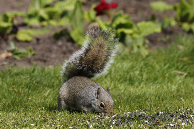 Ein Eichhörnchen frisst Samen im Gras, umgeben von Pflanzen und Blumen im Hintergrund.