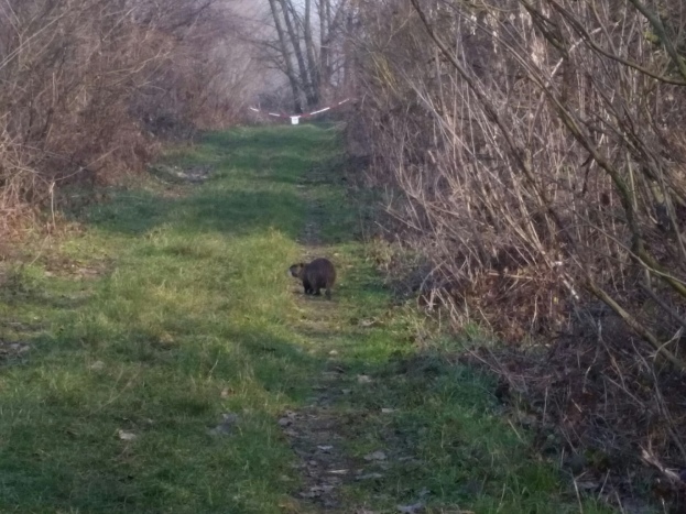 Ein Bär, der einen bewaldeten Pfad entlanggeht, mit Bäumen und Gras auf beiden Seiten und einem sichtbaren Himmel.