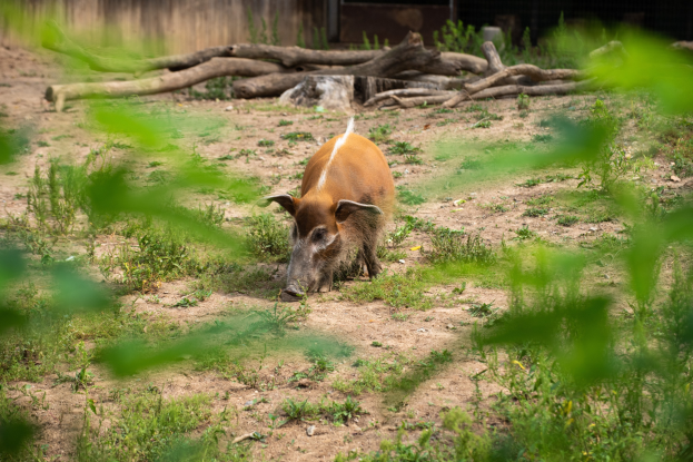 Wildschwein im Dreck neben einem Zaun stehend, umgeben von Gras und Pflanzen mit Holzstämmen und einer Wand im Hintergrund, Text unten.