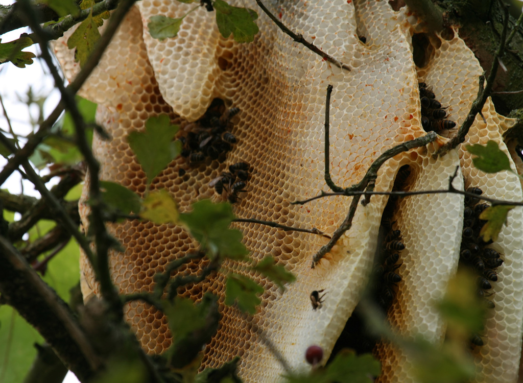 Mehrere Bienenstöcke sind zwischen Bäumen aufgestellt, mit Honigbienen in der Nähe.