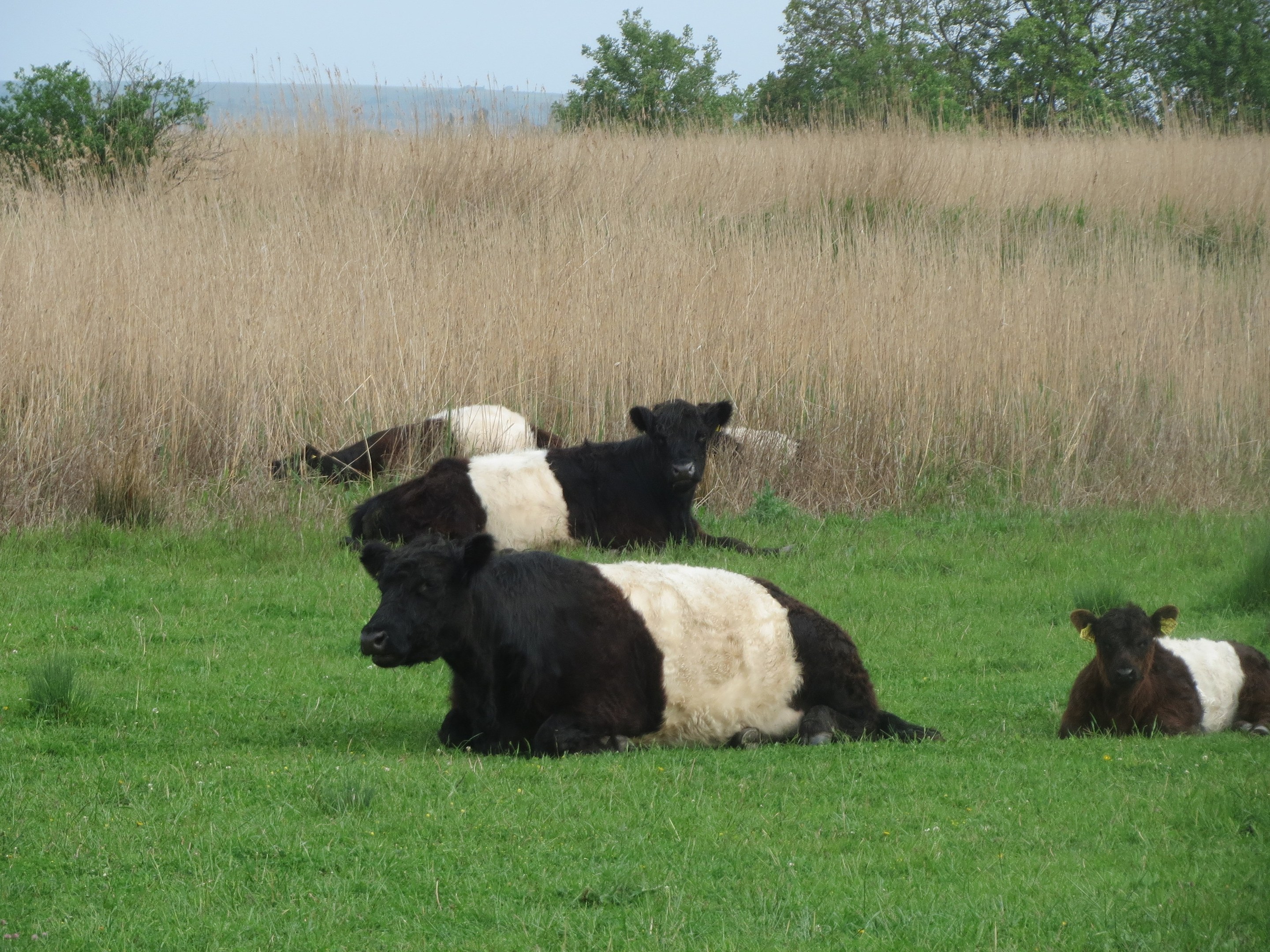 Eine Herde Galloway-Rinder liegt auf einer grünen Wiese mit hohem Gras und Bäumen im Hintergrund unter einem klaren blauen Himmel.