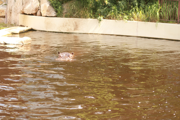 Ein Flamingo schwimmt im Wasser neben einem Zaun, umgeben von Felsen, Pflanzen und Bäumen.