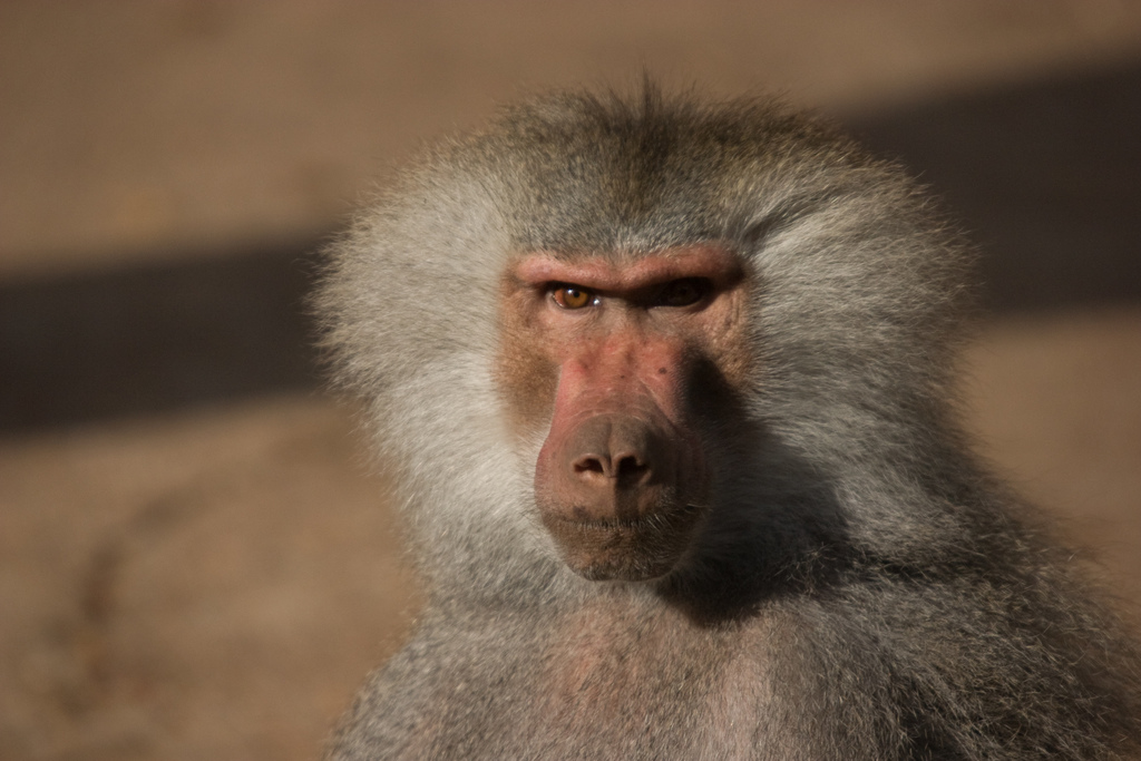 Ein Pavian ist in dem Bild zu sehen.