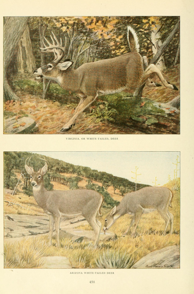 Zwei Rehe in einem bewaldeten Gebiet mit Bäumen und Gras, mit Text am unteren Bildrand.