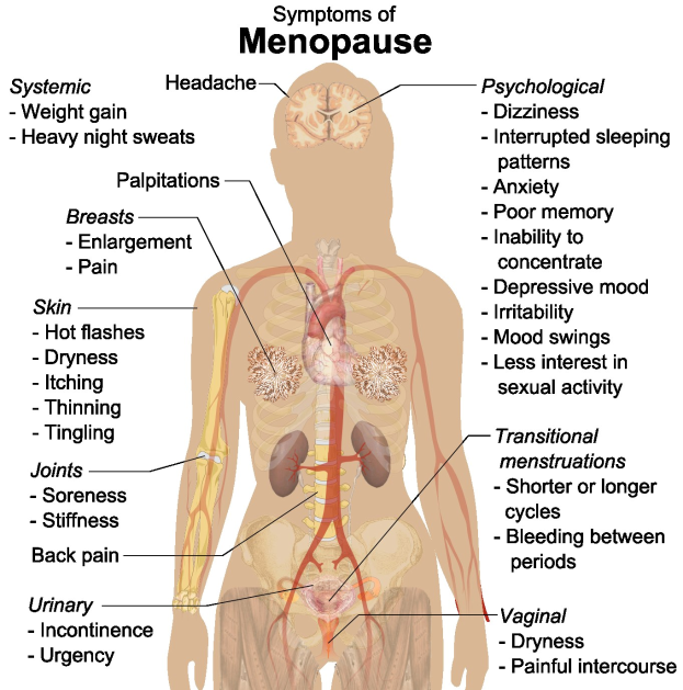 Diagramm des menschlichen Körpers, das Menopausen-Symptome wie Müdigkeit, Kopfschmerzen und Übelkeit hervorhebt, mit beschrifteten Ursachen, Symptomen und Behandlungen.