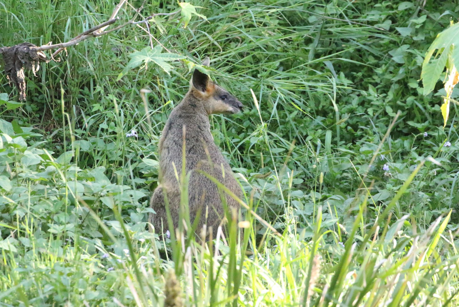 Ein Wallaby mit braun-schwarzem Fell steht wachsam im Gras bei Pflanzen, Ohren gespitzt.