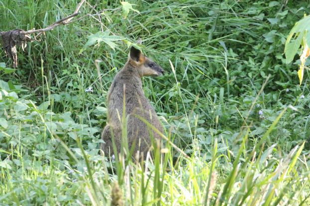 Ein Wallaby mit braun-schwarzem Fell steht wachsam im Gras bei Pflanzen, Ohren gespitzt.