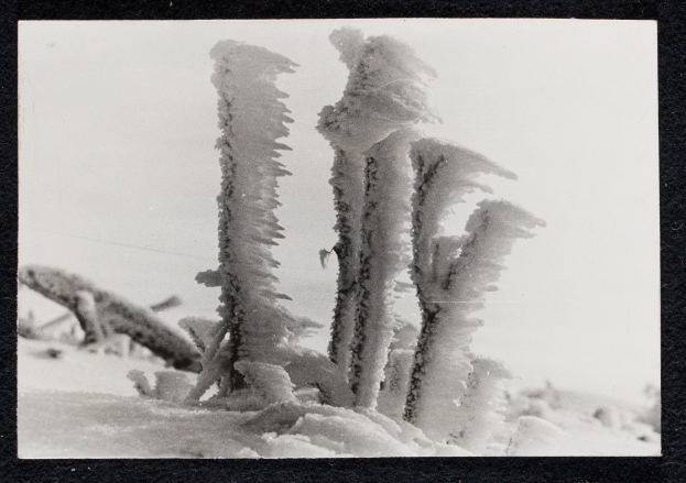 Schwarz-weißes Foto eines eisbedeckten Pflanzen mit unscharfen Hintergrundobjekten in einem Rahmen.