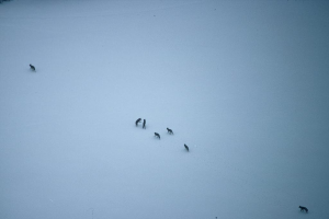 Eine schneebedeckte Landschaft mit Wölfen in der Mitte, einem am unteren rechten Rand und einem anderen oben links.