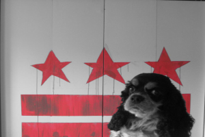 Ein Hund steht vor einem Objekt mit Gemälden darauf.