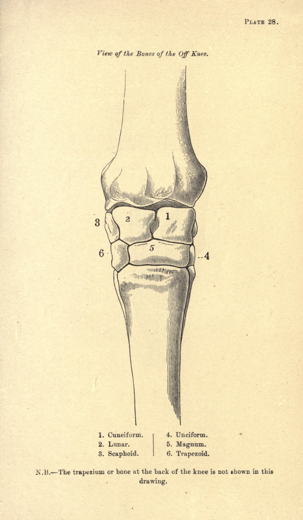 Altes Buch mit einer detaillierten Zeichnung und Text über ein Kniegelenk auf seinen Seiten.
