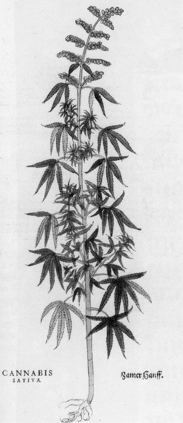 Schwarze und weiße Linienzeichnung einer Cannabis sativa-Pflanze mit sichtbaren Blättern und Stielen, beschriftet mit "Cannabis Sativa" unten.