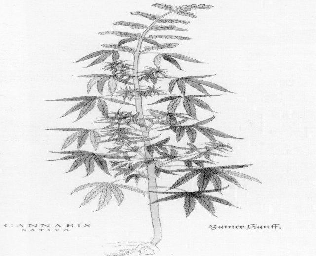 Schwarze und weiße Linienzeichnung einer Cannabis sativa-Pflanze mit sichtbaren Blättern und Stielen, beschriftet mit "Cannabis Sativa" unten.