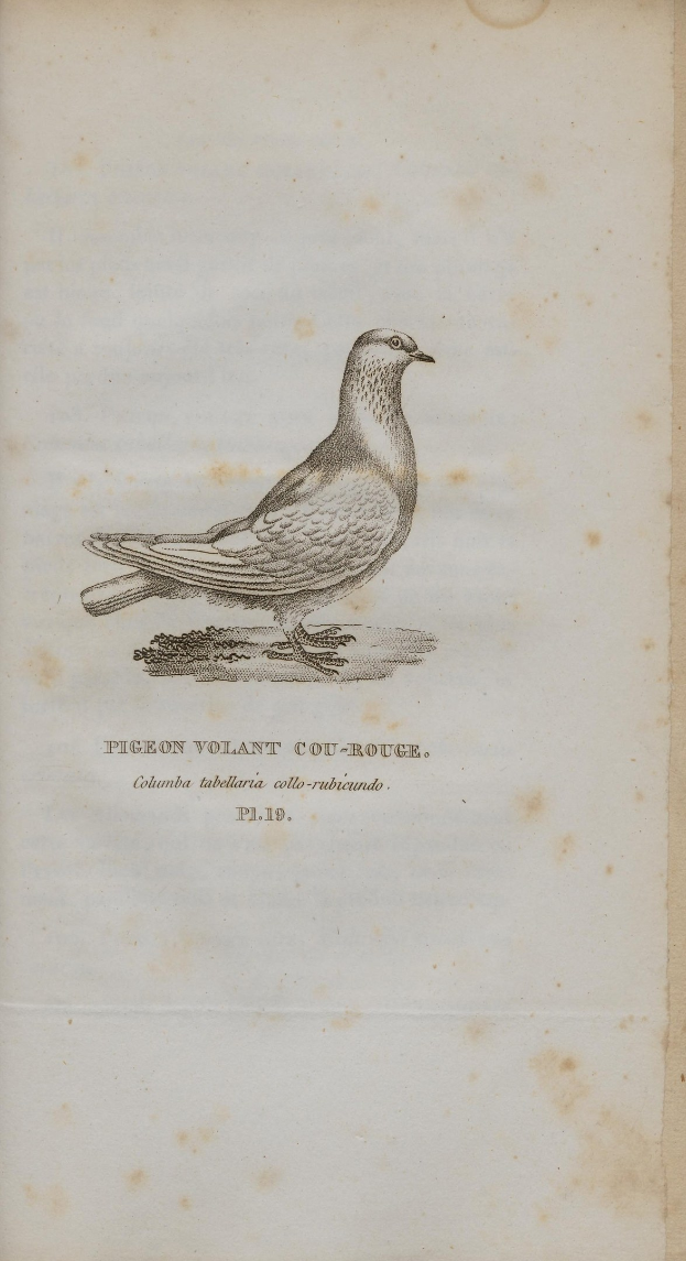 Ein altes Buch mit einer detaillierten Illustration einer Taube mit ausgebreiteten Flügeln und geneigtem Kopf, das Wort "Taube" auf der Seite lesbar.