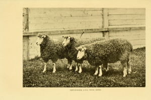 Drei Schafe stehen nebeneinander auf einer grünen Wiese mit einem hölzernen Zaun dahinter und Text am unteren Bildrand.