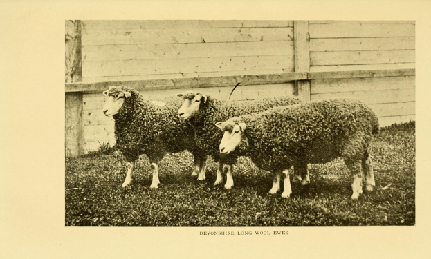 Drei Schafe stehen nebeneinander auf einer grünen Wiese mit einem hölzernen Zaun dahinter und Text am unteren Bildrand.