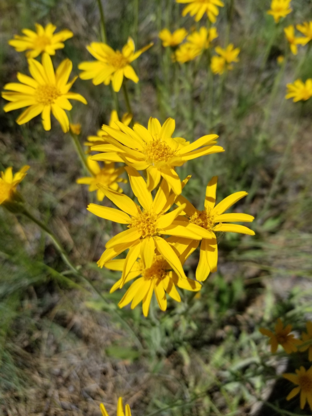 Helle gelbe Arnika-Blumen in einem grasigen Feld mit leicht unscharfem Hintergrund.