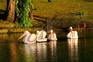 Enten schwimmen in Wasser mit einem Eisengitter auf dem grasbewachsenen Boden, umgeben von Bäumen.