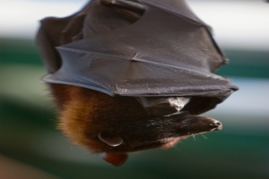Ein Nahaufnahme-Foto einer Fledermaus, die kopfüber hängt.