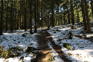 Ein Pfad windet sich durch einen verschneiten Wald, mit hohen Bäumen zu beiden Seiten, deren Äste sich dem Himmel entgegenrecken.